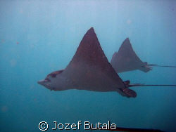 Eagle rays , Mala ramp, Lahaina, Maui... by Jozef Butala 